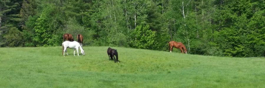 Full Board | Pasture Board